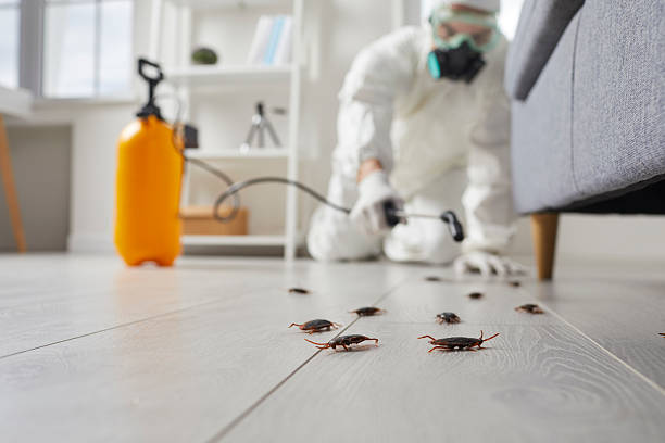 Post-Treatment Bed Bug Interceptor Monitoring in Jefferson